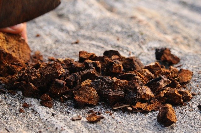 Chaga a její účinky